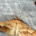 Phigaliohybernia marginaria
