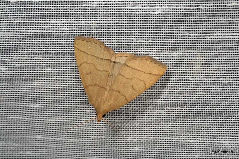 Chasse Aux Papillons - Chizé - 14-06-2009 -Polypogon tentacularia  (12).jpg