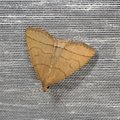 Herminia tarsipennalis