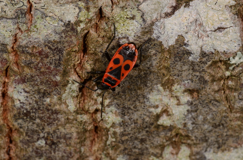 Chasse Aux Papillons - Chizé - 16-09-2019 - Pyrrhocoris apterus (164).jpg