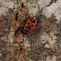 Pyrrhocoris apterus
