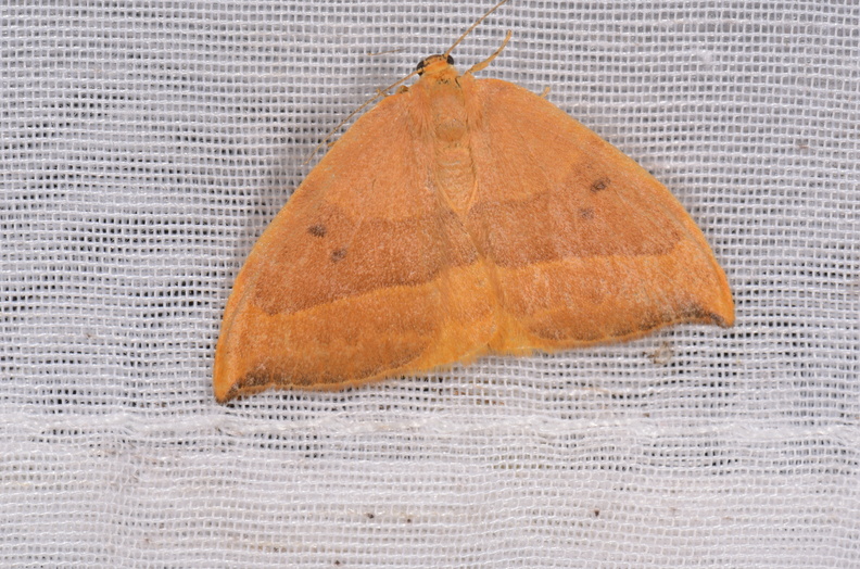 Chasse Aux Papillons - Chizé - 16-09-2019 - Watsonalla binaria (137).jpg