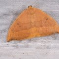 Watsonalla binaria