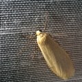 Eilema sororcula