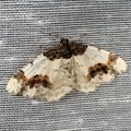 Ligdia adustata