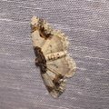 Ligdia adustata