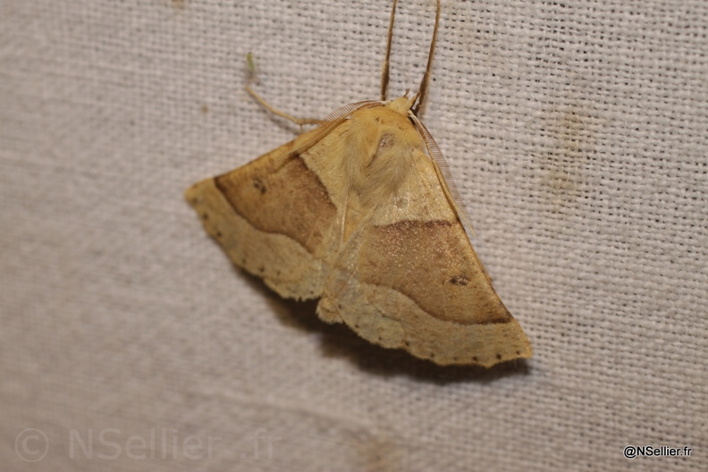 Chasse Aux Papillons - Fonterland - 04-09-2010 - Crocallis elinguaria (65).jpg