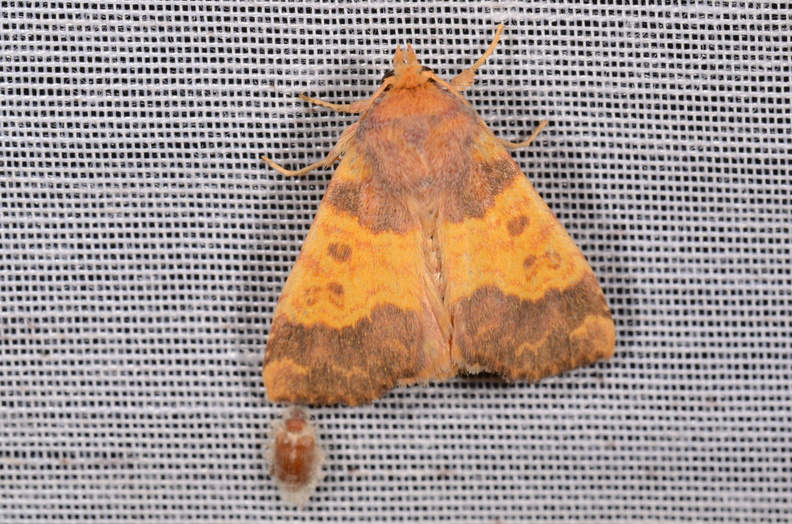 Chasse Aux Papillons - Chizé - 16-09-2019 - Tiliacea aurago (20).jpg