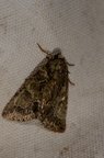 Polyphaenis sericata