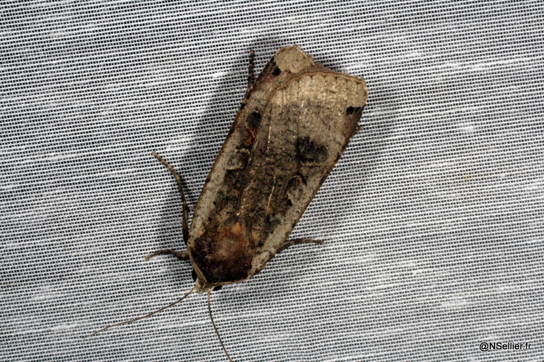 Chasse Aux Papillons - Chizé - 25-09-2009 - Noctua pronuba (10).jpg