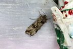 Autographa gamma