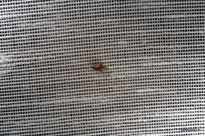 Chasse Aux Papillons - Chizé - 21-04-2009 - Longitarsus sp (61).jpg