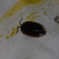 Oniscus asellus