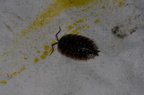 Oniscus asellus
