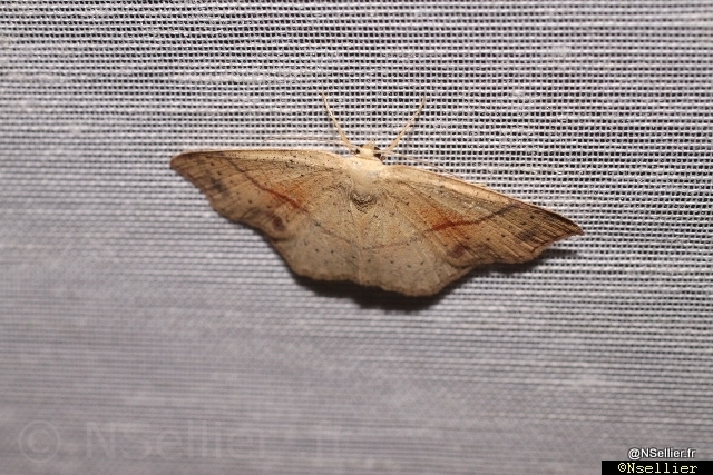 Chasse Aux Papillons - Chizé - 21-08-2010 - Cyclophora punctaria (9).jpg