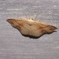 Cyclophora punctaria