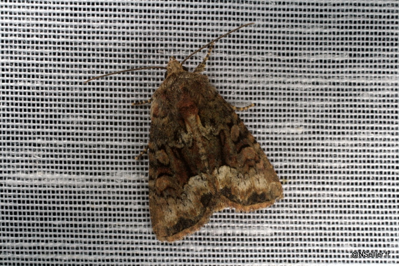 Chasse Aux Papillons - Chizé - 14-06-2009 - Oligia sp (9).jpg