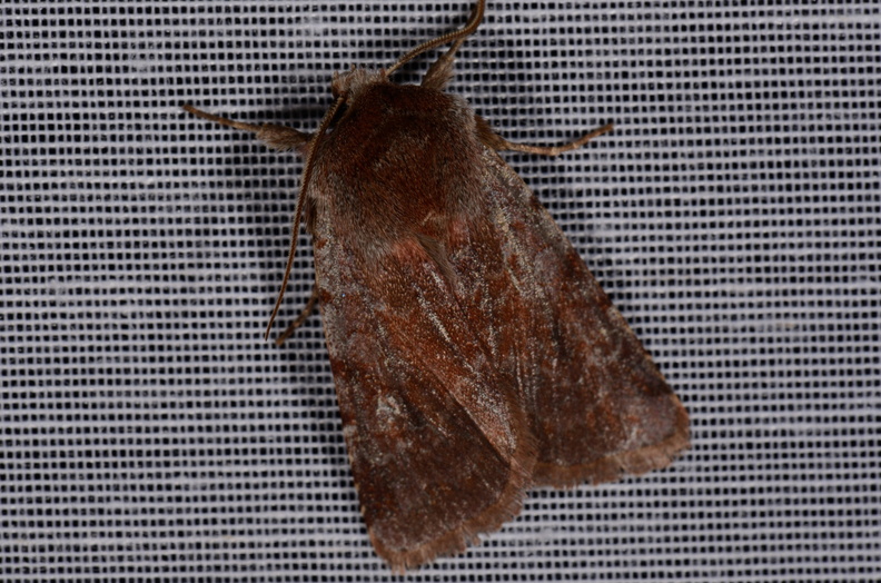 Cerastis rubricosa