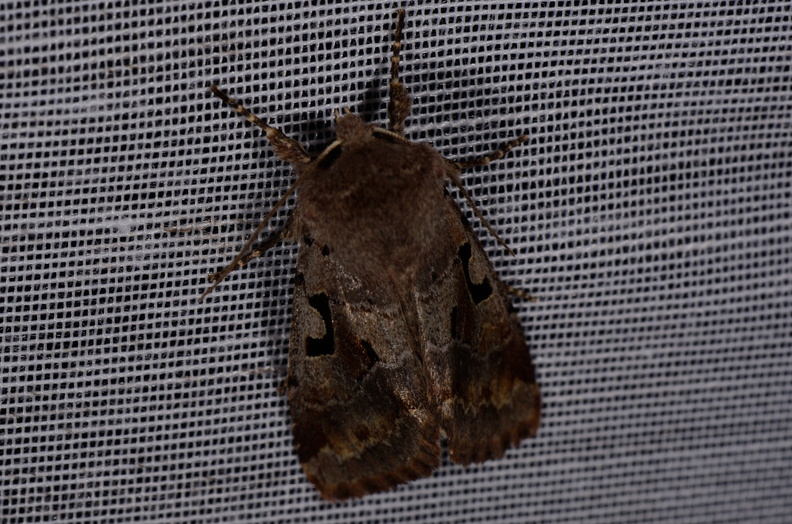 Chasse Aux Papillons - Chizé - 18-03-2015 - Orthosia gothica (30).JPG