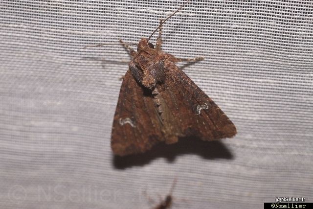 Chasse Aux Papillons - Chizé - 21-08-2010 - Mesapamea sp (18).jpg