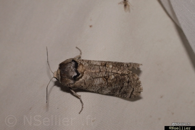 Chasse Aux Papillons - Chizé - 21-08-2010 - Cossus cossus (24).jpg