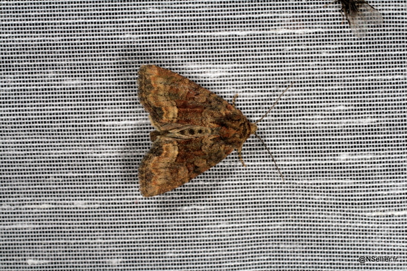 Chasse Aux Papillons - Chizé - 14-06-2009 - Oligia sp (36).jpg