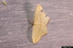 Timandra comae
