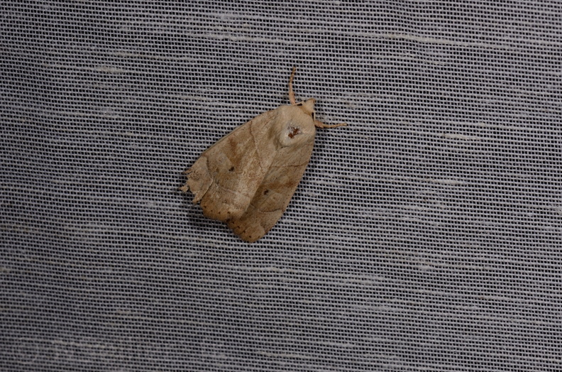 Chasse Aux Papillons - Chizé - 11-08-2012 - Cosmia trapezina (5).JPG