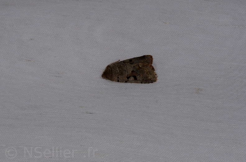 Chasse Aux Papillons - Chizé - 10-03-2013 - Orthosia gothica (2).JPG