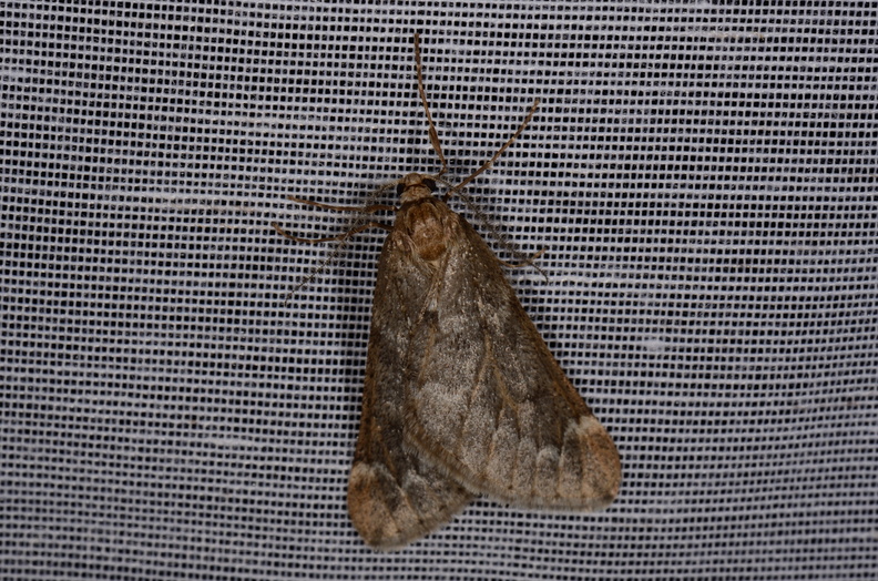 Chasse Aux Papillons - Chizé - 18-03-2015 - Alsophila aescularia (4).JPG