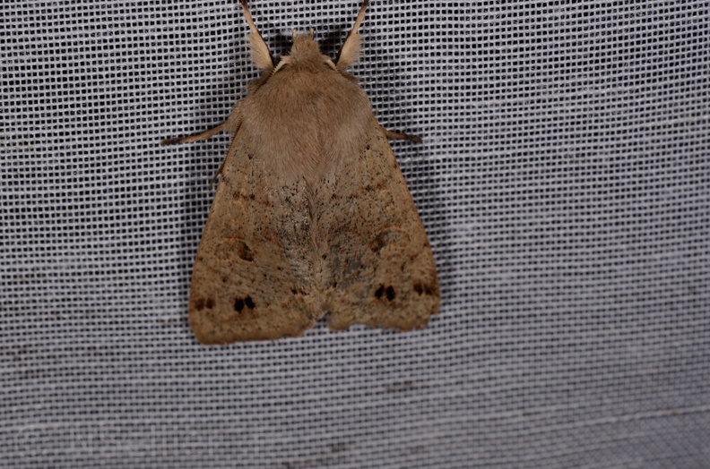 Chasse Aux Papillons - Chizé - 18-03-2015 - Anorthoa munda (8).JPG