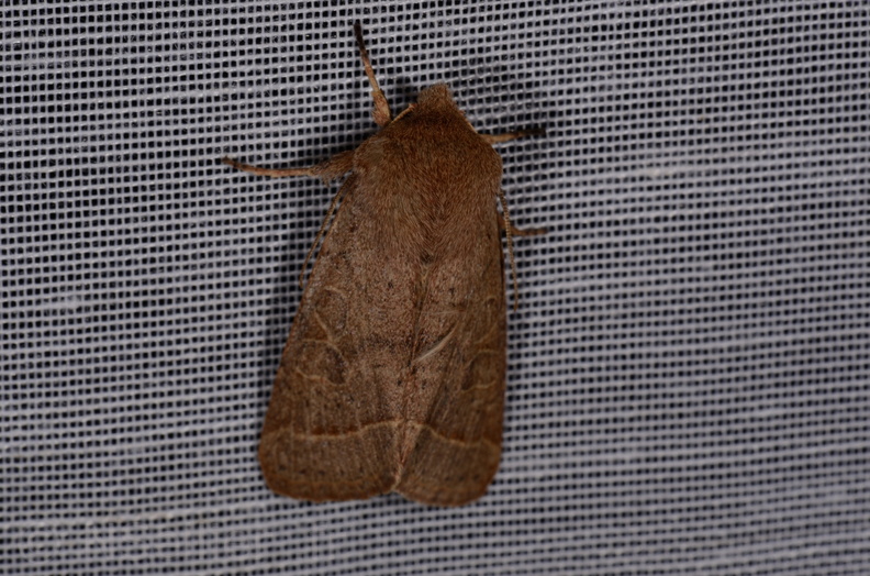 Chasse Aux Papillons - Chizé - 18-03-2015 - Orthosia cerasi (7).JPG