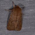 Orthosia cerasi