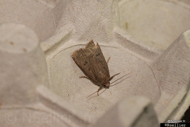 Amphipyra tragopoginis