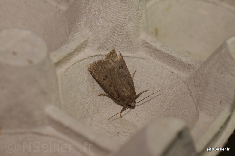 Chasse Aux Papillons - Chizé - 21-08-2010 - Amphipyra tragopoginis (120).jpg