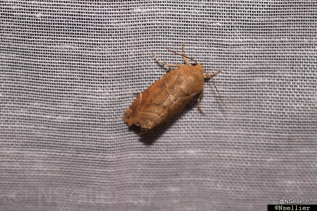 Chasse Aux Papillons - Chizé - 21-08-2010 - Cosmia sp (6).jpg