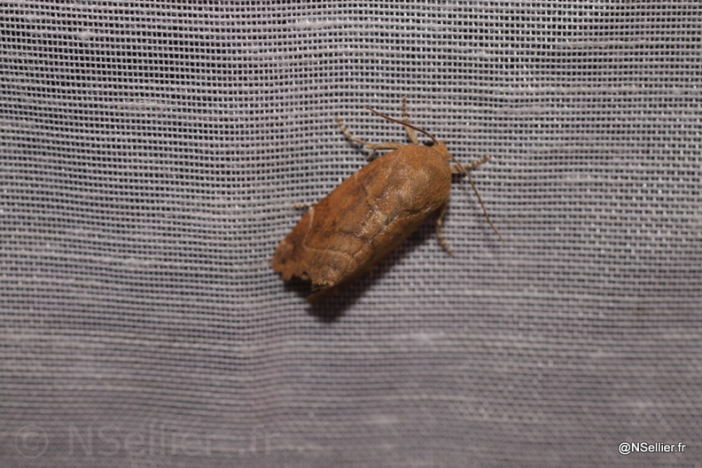 Chasse Aux Papillons - Chizé - 21-08-2010 - Cosmia sp (77).jpg