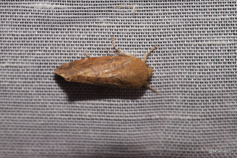 Chasse Aux Papillons - Chizé - 21-08-2010 - Cosmia sp (100).jpg