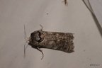 Cossus cossus