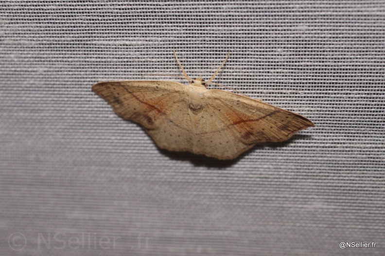 Cyclophora punctaria