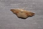 Cyclophora punctaria