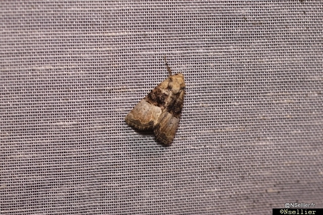 Chasse Aux Papillons - Chizé - 21-08-2010 - Mesoligia furuncula (33).jpg