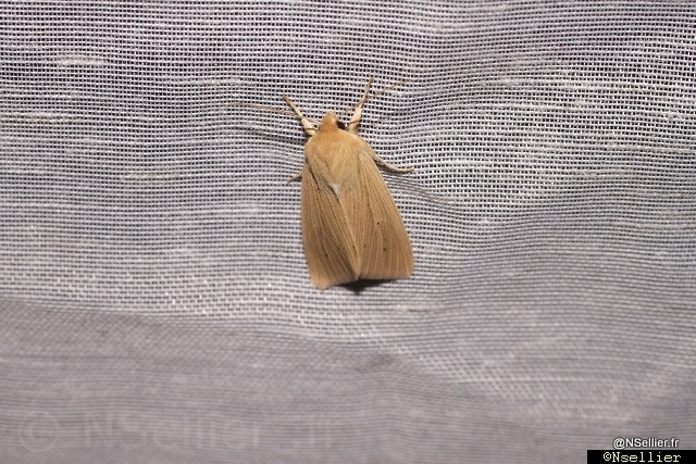 Chasse Aux Papillons - Chizé - 21-08-2010 - Mythimna pallens (8).jpg