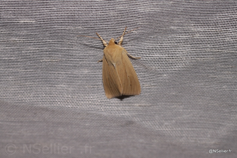 Chasse Aux Papillons - Chizé - 21-08-2010 - Mythimna pallens (79).jpg