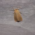 Mythimna pallens