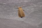 Mythimna pallens