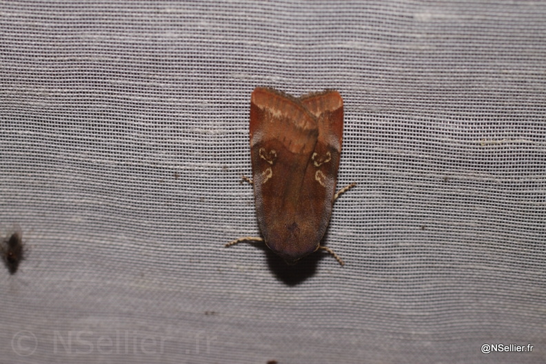Chasse Aux Papillons - Chizé - 21-08-2010 - Noctua sp (108).jpg