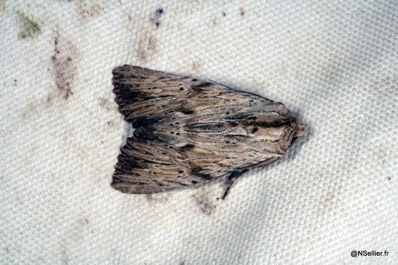 Chasse Aux Papillons - Chizé - 22-06-2009 - Apamea lithoxylaea (50).jpg