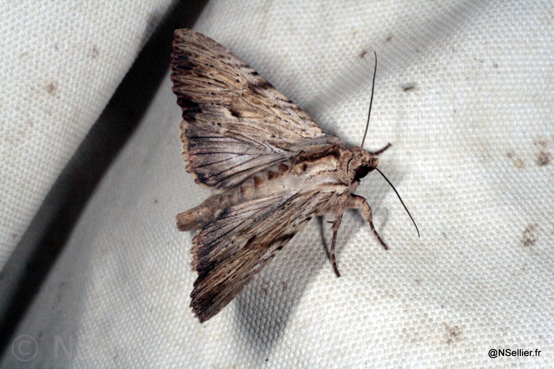 Chasse Aux Papillons - Chizé - 22-06-2009 - Apamea lithoxylaea (60).jpg