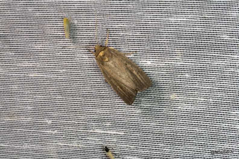 Chasse Aux Papillons - Chizé - 22-06-2009 - Proxenus hospes (20).jpg